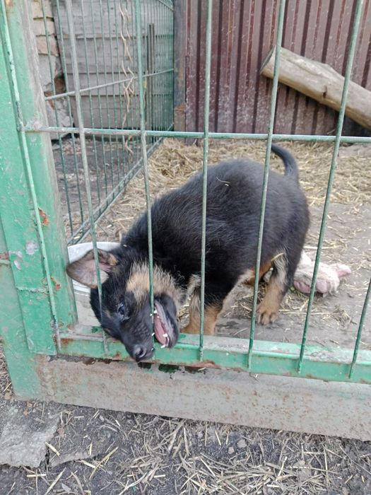 Продаю щенка немец