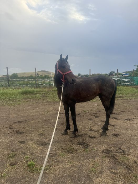 Продам жеребца срочна