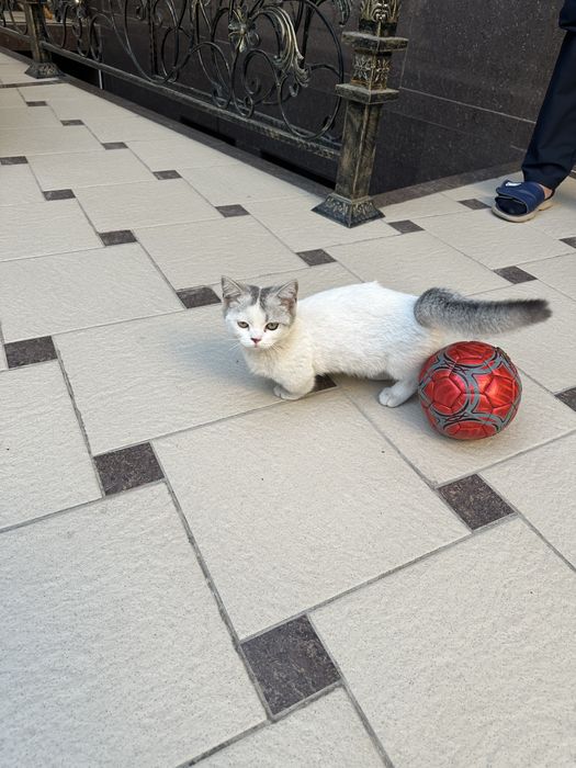 Кошка парода Манчкин 3,5месяца