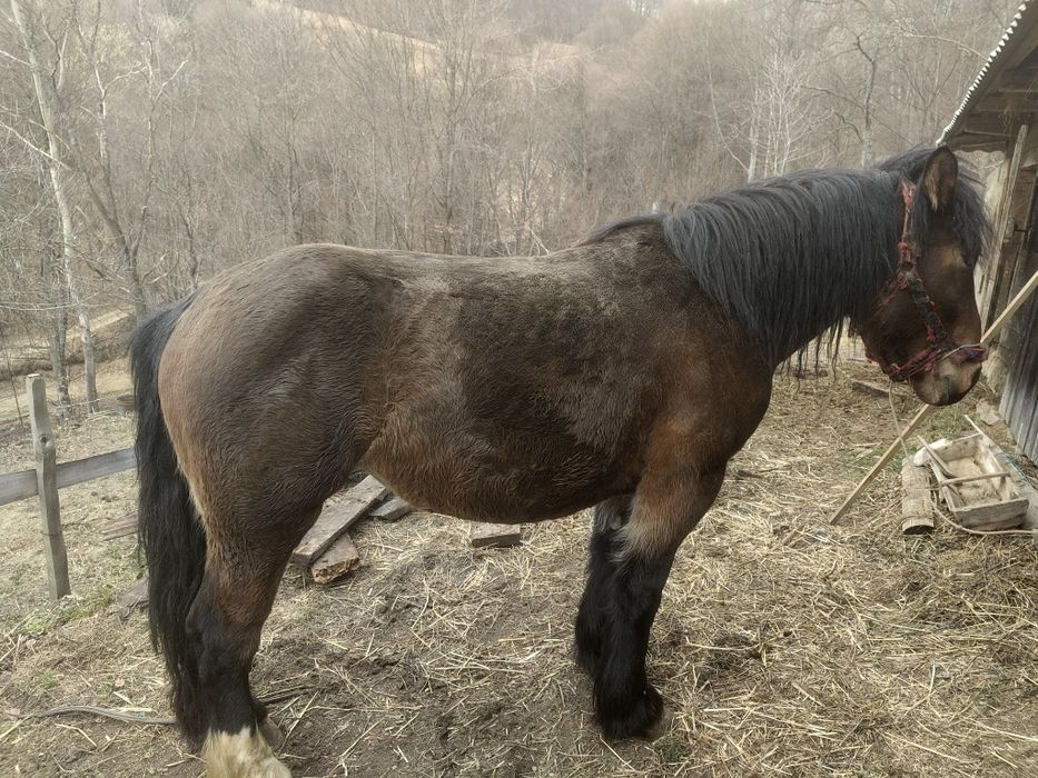 Vând mânză de 3 ani