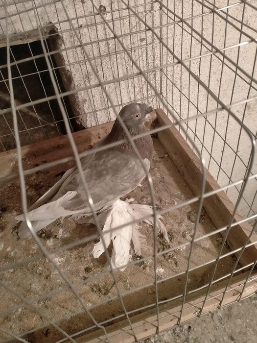 Голубка стальная