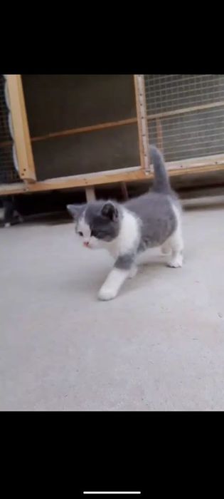 Продаётся котята