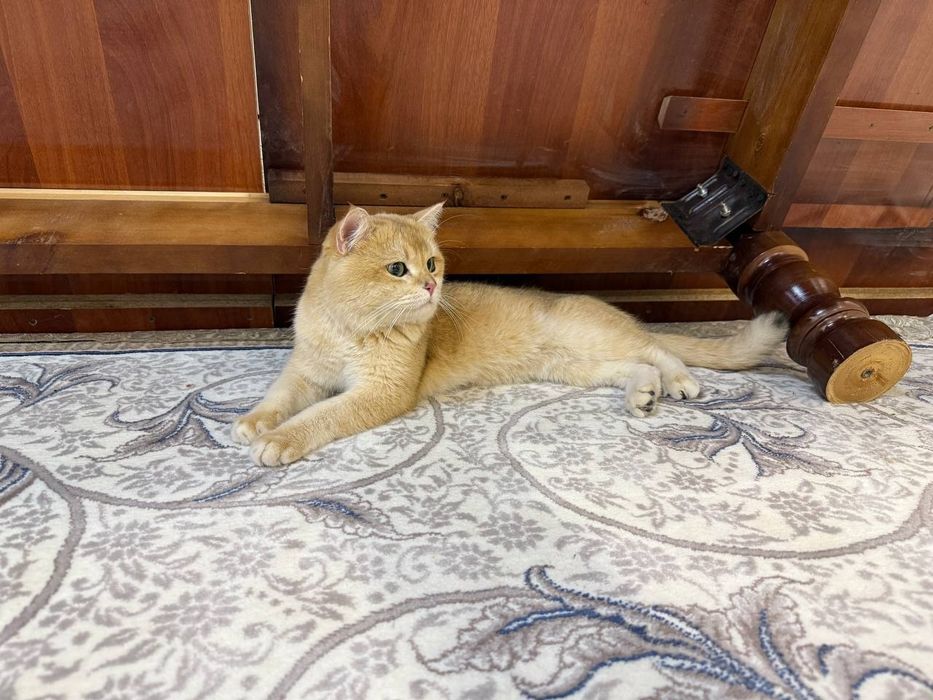 Шиншилла боллари