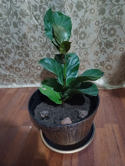 Алоэ вера фикус пестрый