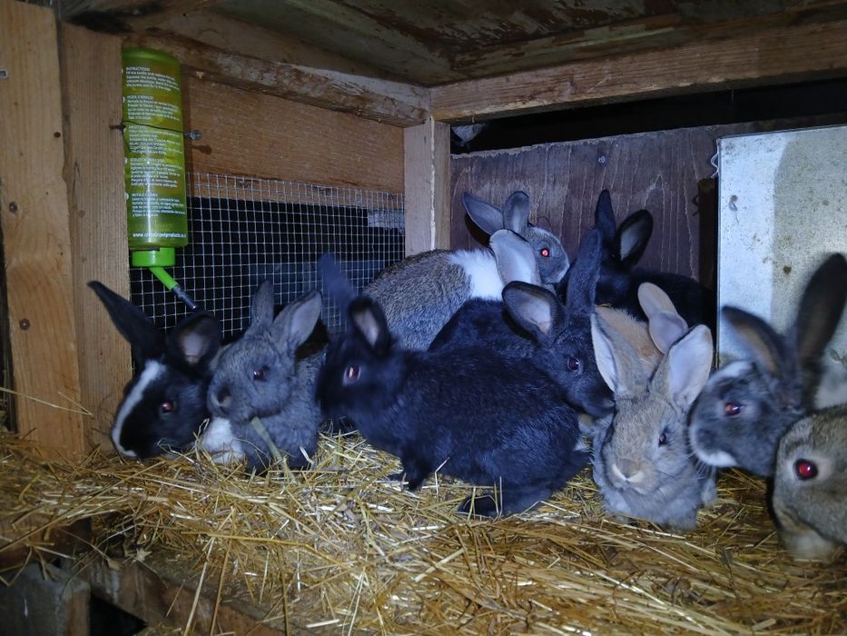 Iepurași de vanzare