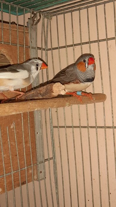 Амадины зебровые клетки