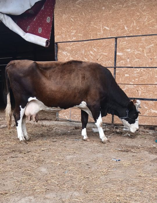 Vand vaca Bălțata romaneasca