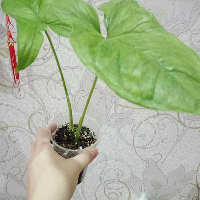 Продам комнатные цветы