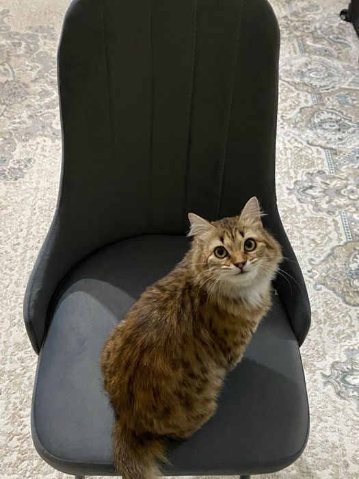 Отдадим ласковую кошку  в хорошие руки