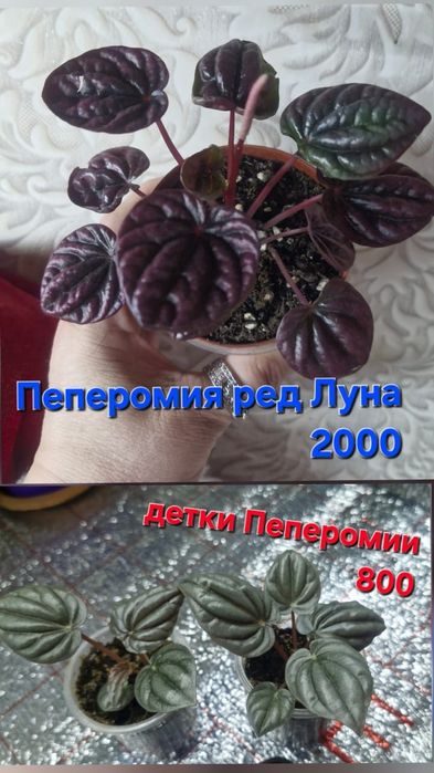 Домашние цветы разные