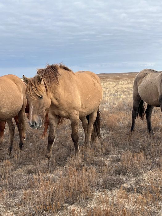Айғыр сатылады. 2022 жылғы.