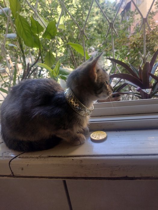 Умный котик , в добрую любящую семью