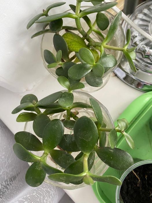 Отростки денежного дерева