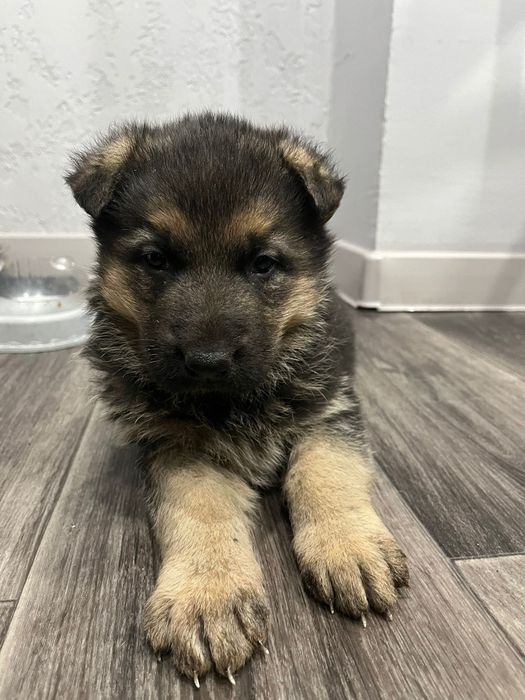 Щенки  немецкой овчарки.