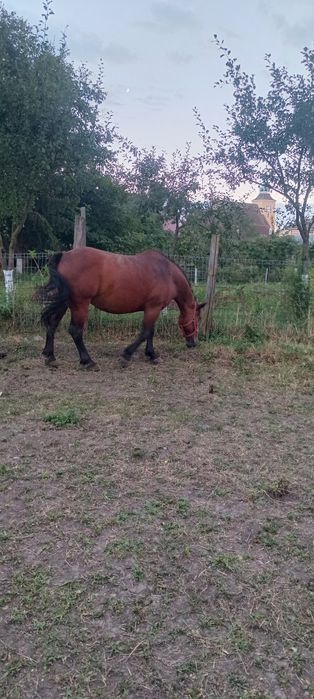 2 iepe cuminți . Bune la tras , la căruță