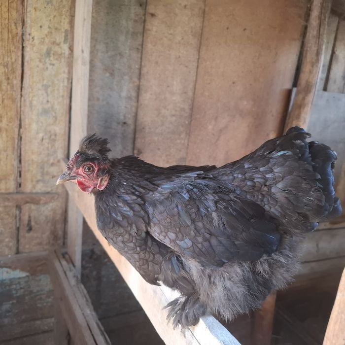 продам карликовых курей
