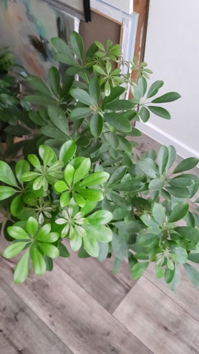 Шеффлера крупная