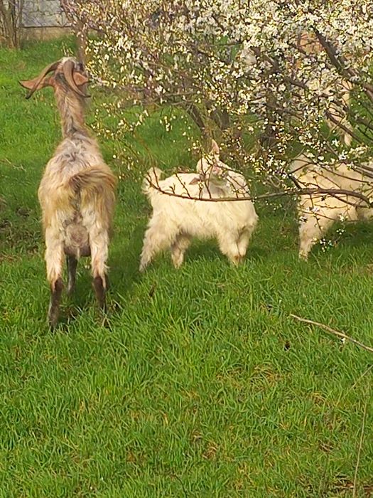 Vand capra tanara metis anglonubian