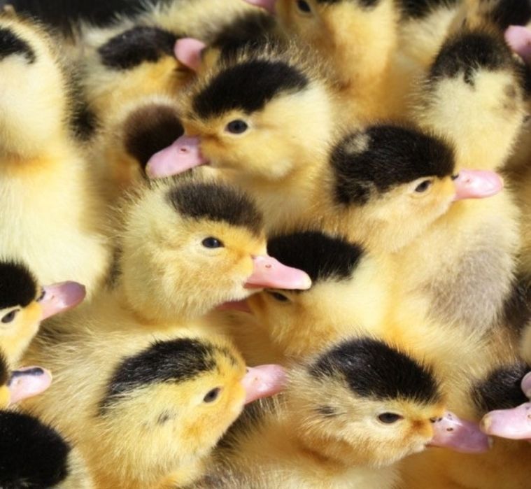 Утята муларды и ЧЕРРИ-ВЕЛЛИ