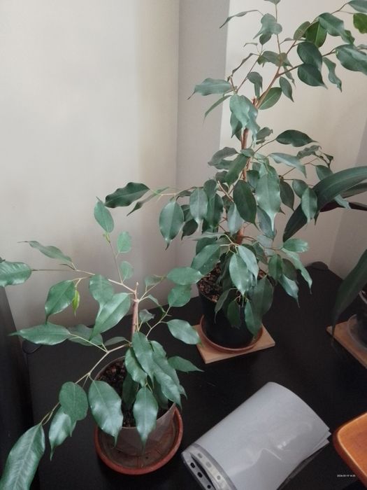 Plante ieftine de interior