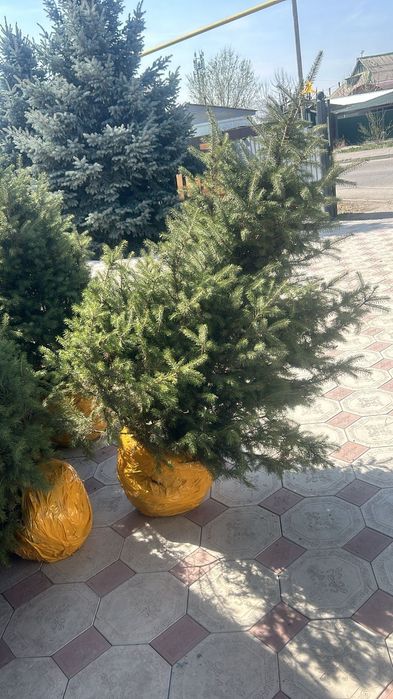 Саженцы ели с комом