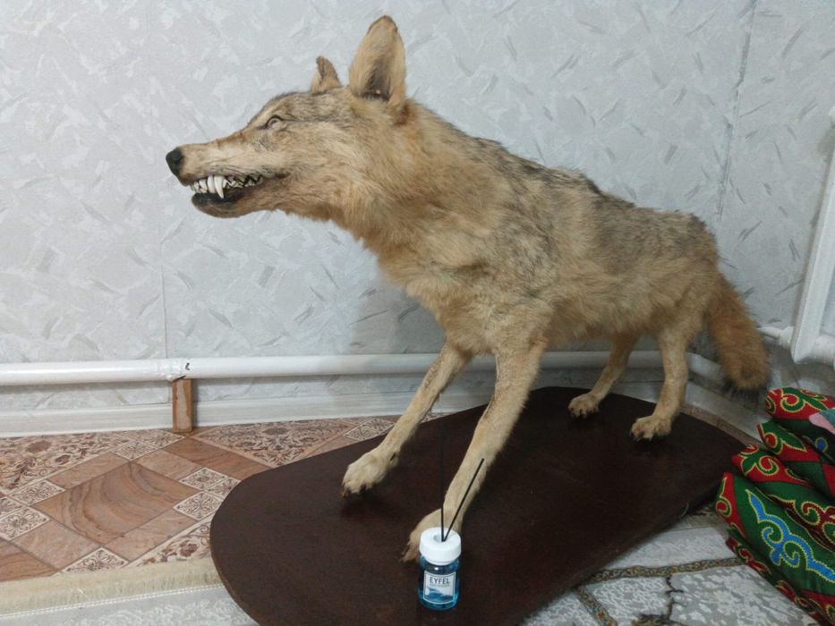 Продаю муляж волка