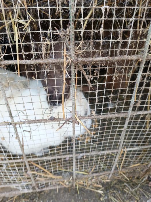 Vind iepurii crescuți cu mîncare naturală