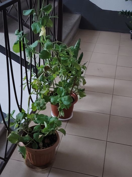 Цветы комнатные, разные