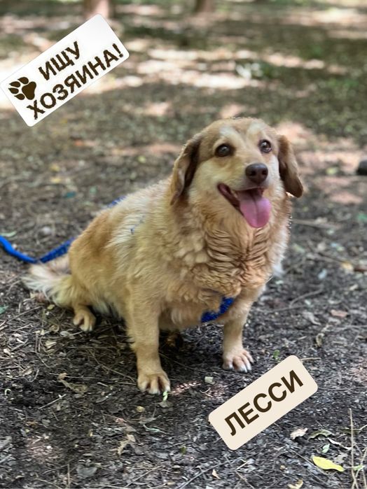 Лесси ищет дом и семью!