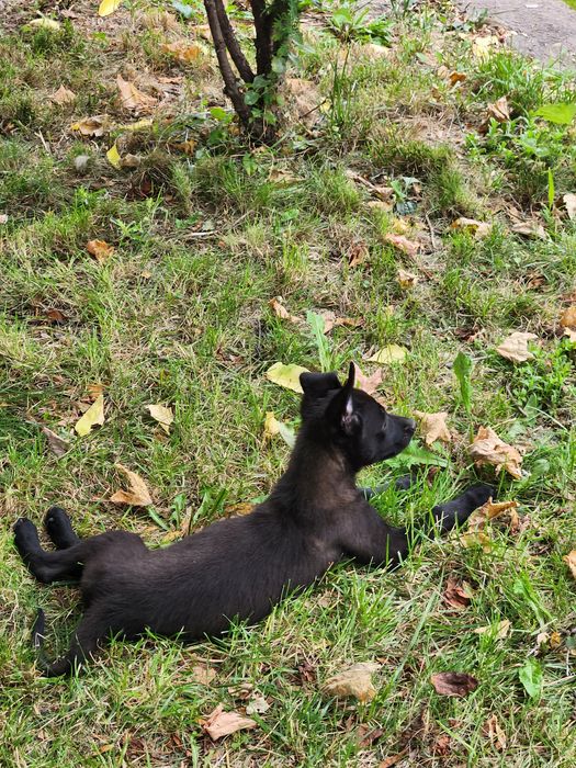 Mascul ciobanesc belgian Malinois