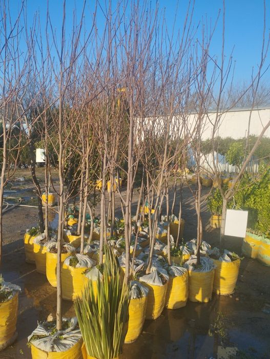 Самарканд оптим кучат бор