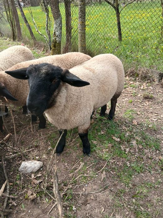 Vand berbecuti suffolk