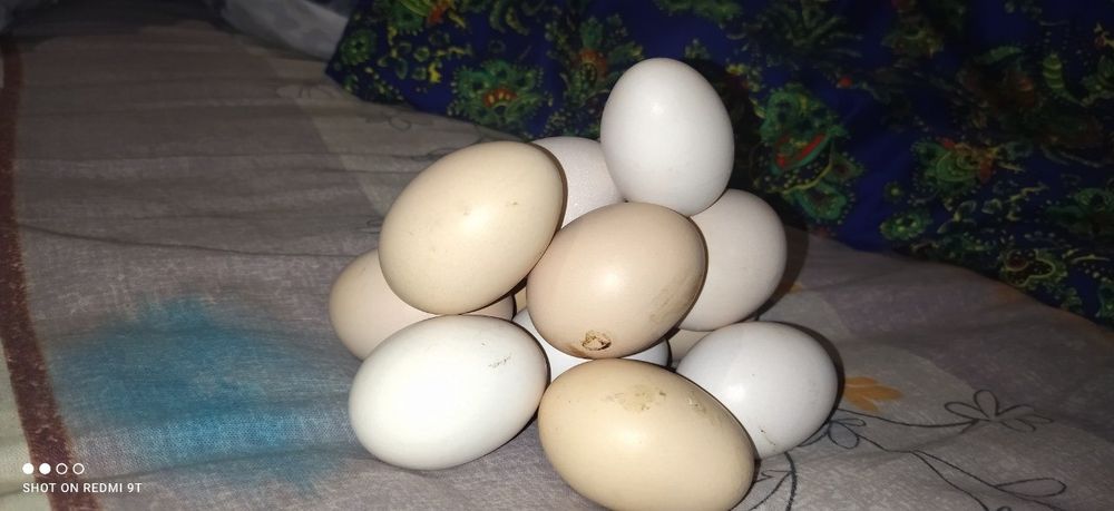 Яйца домашные для инкубации
