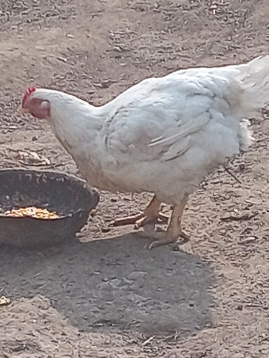 Бролер 5 кг кормили зерной хороший опитита для мяса