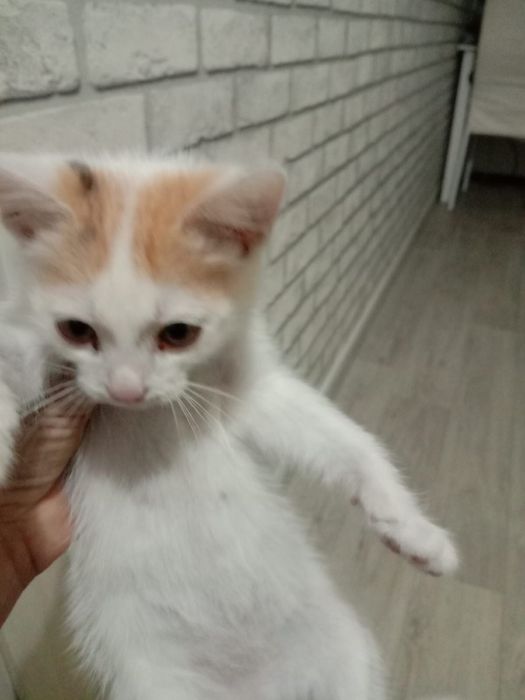 Котенок девочка в добрые руки