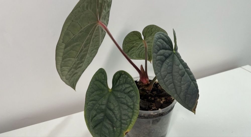 Anthurium Luxurians platinum