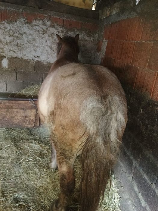 Vând mânz de un an sau schimb cu ATV ,iapa sau mânză