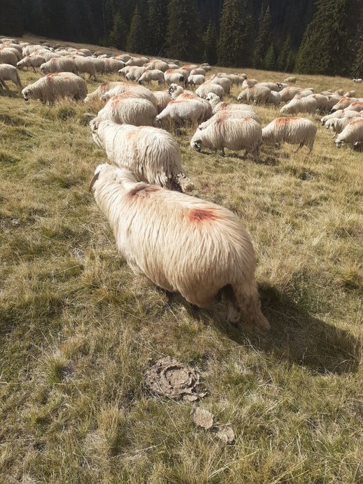 Vând oi țurcane 18