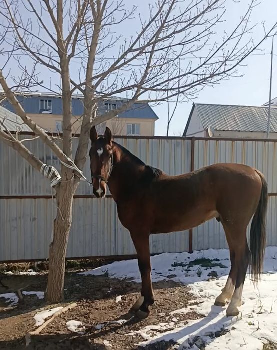 Лошадь продается