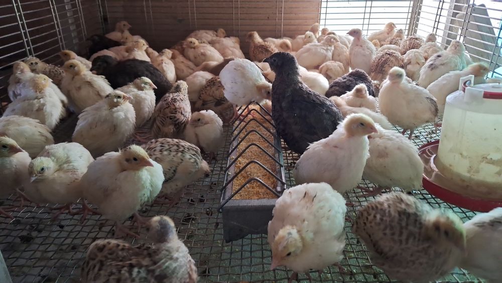 Pui de prepeliță la 2 săptămâni giganta polara ,japoneza mare,jumb