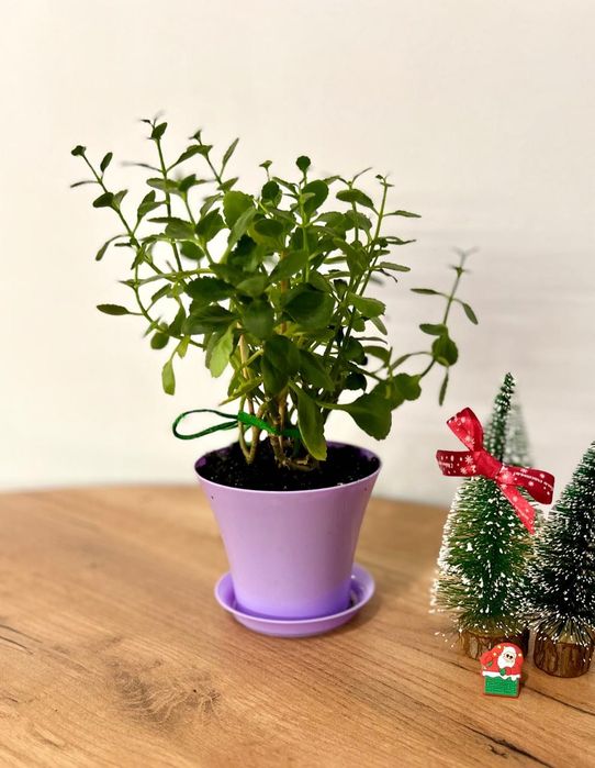 Каланхоэ 3 в 1 цветочка