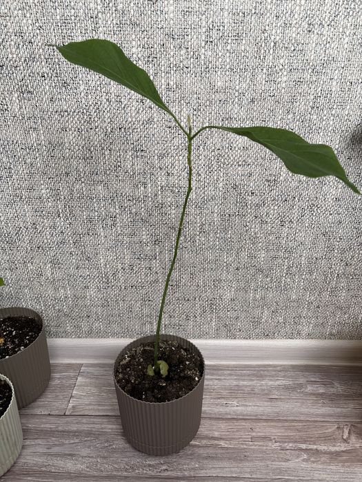 Продаю Дерево авокадо