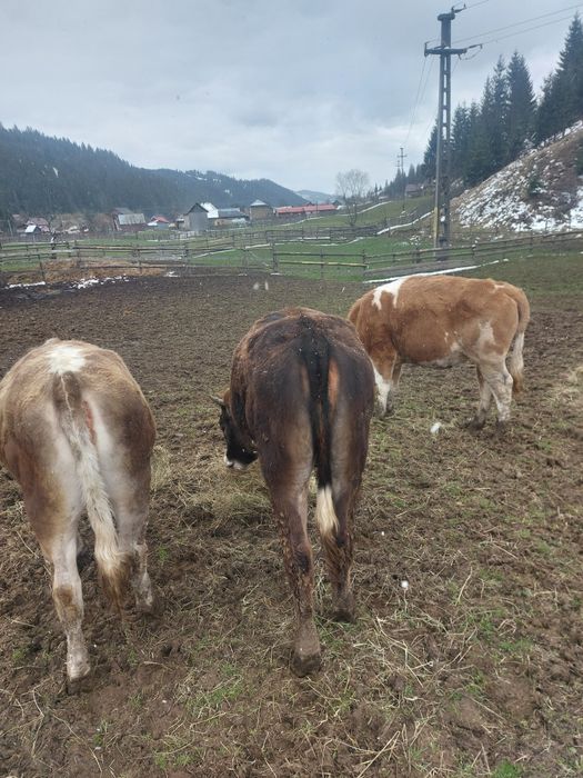 Junici baltata și bruna la alegere