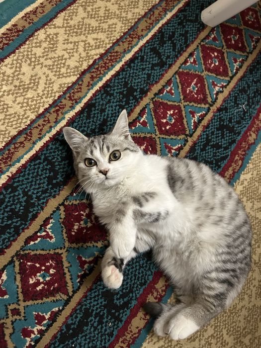 Кошка британская