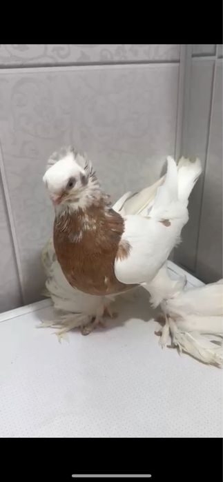 Продам голуби, кептер