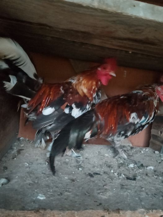 Vând cocoșei pitici