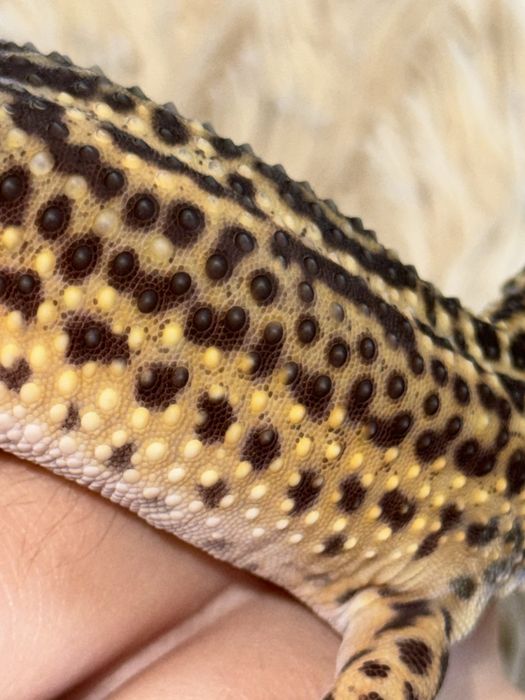 Эублефар морфы Black Night het Bell Albino, самец