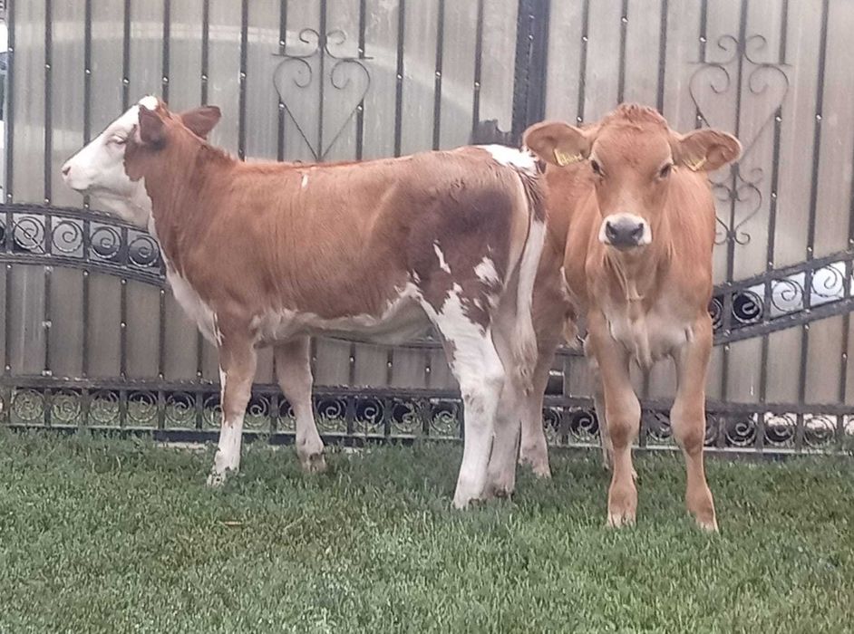 Doua vitele cu vârsta de 3 luni
