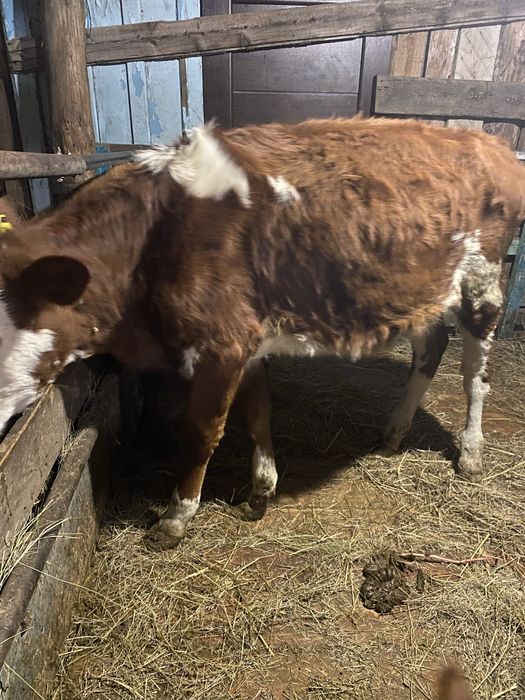 Продам телочку 8 месячная