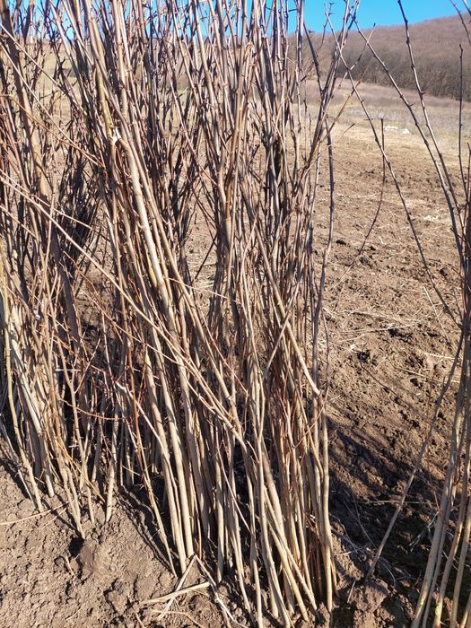 Vand puieți de salcâm